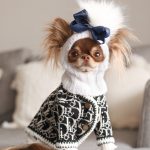 Chihuahua Coats