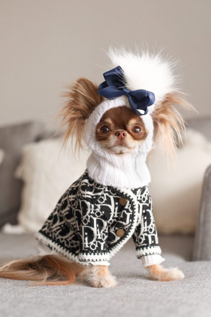 chihuahua winter clothes