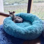 chihuahua-plush-bed