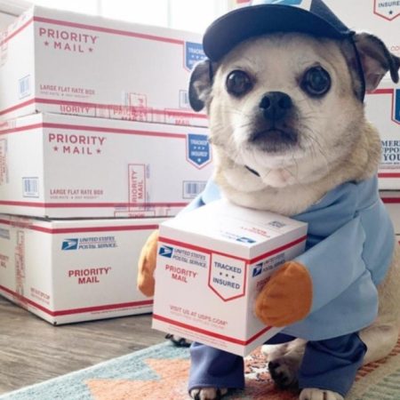 chihuahua-courier-halloween-costume