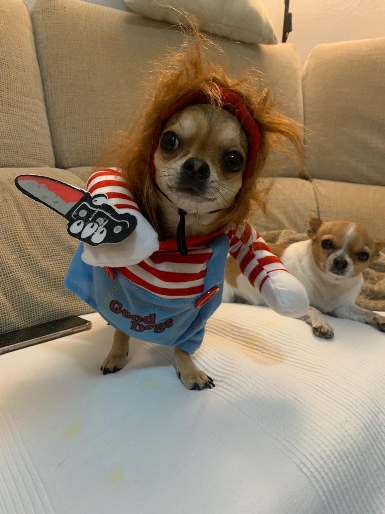 chihuahua costumes