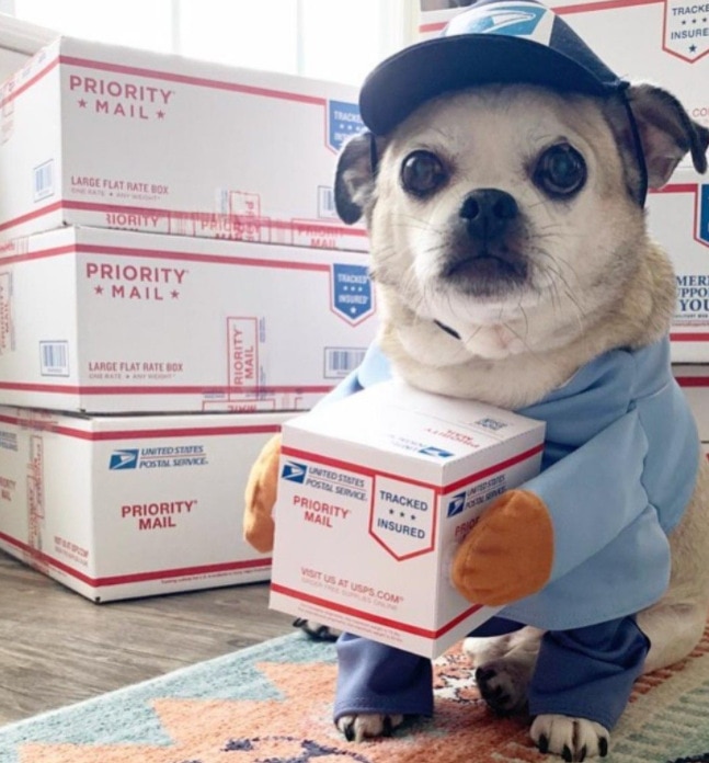 Chihuahua Halloween costumes