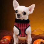 soft-warm-removable-fur-plaid-chihuahua-harness