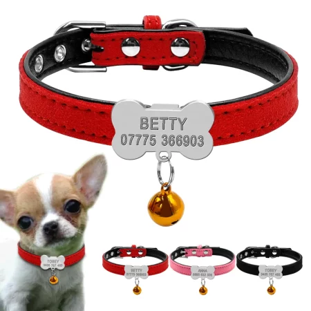 cute-chihuahua-personalized-collars
