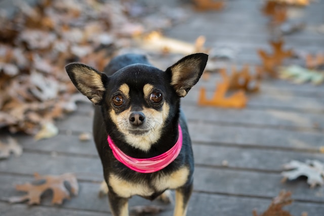 allergies in chihuahuas