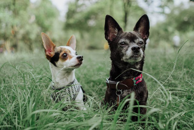 neutering a chihuahua