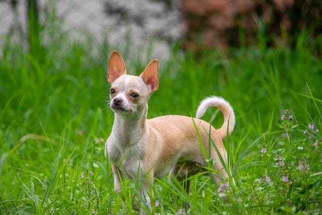 allergies in chihuahuas