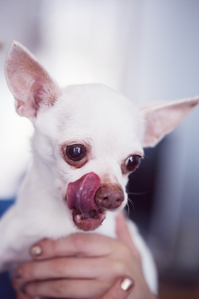 Why Do Chihuahuas Lick So Much