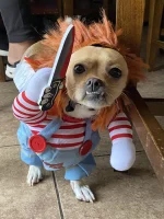 funny-horror-chucky-chihuahua-halloween-costumes