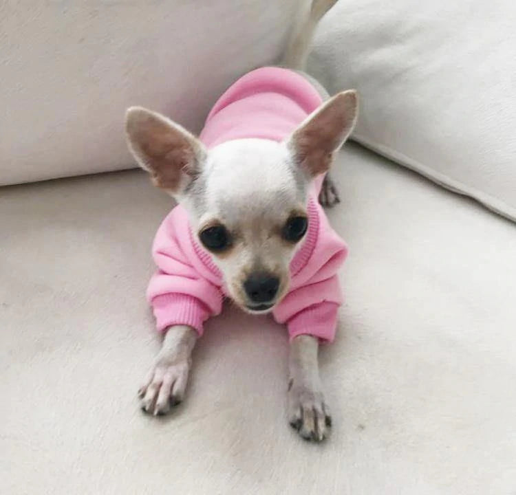 chihuahua hoodie