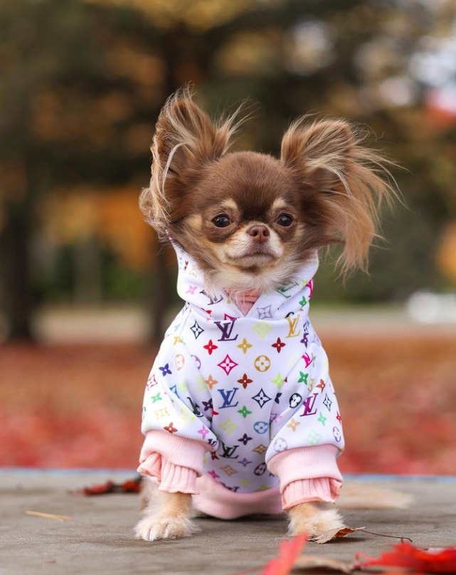 chihuahua hoodie