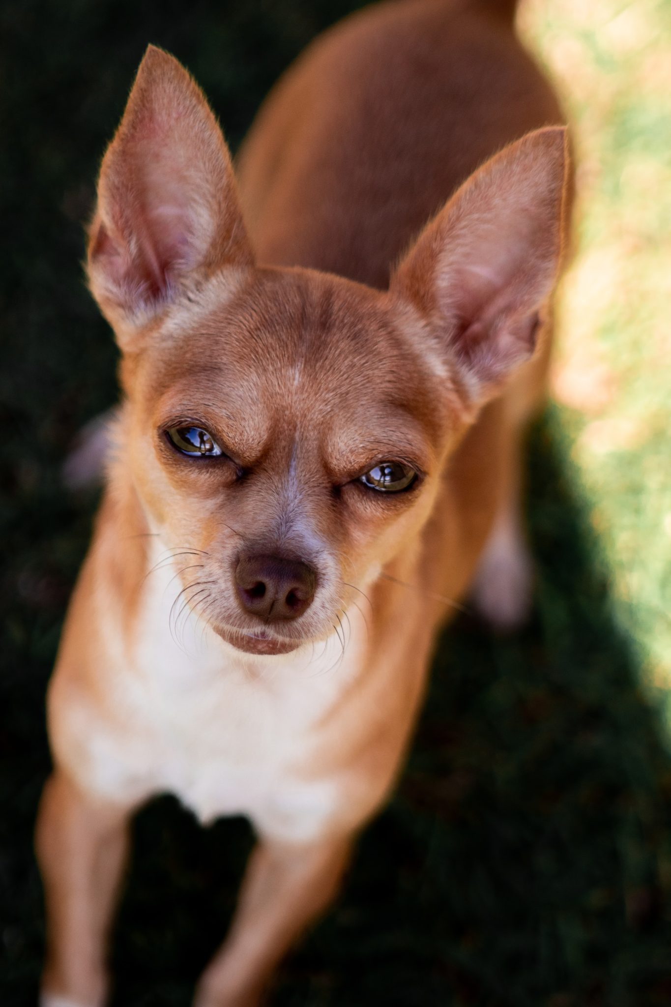 Chihuahua Patella Luxation: Reasons and Top 5 Treatments - Chihuahuas Shop