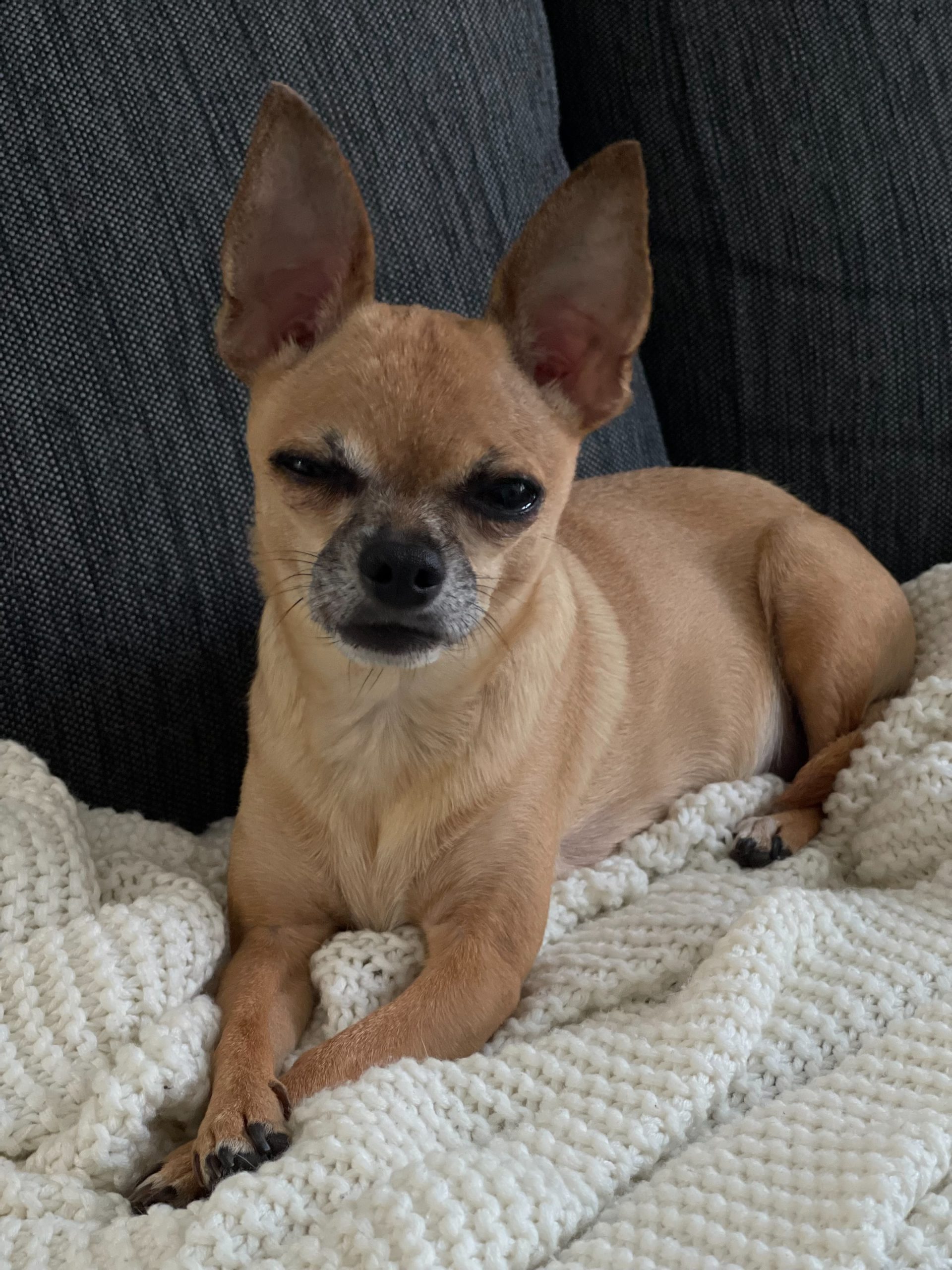 Top 8 Chihuahua Eye Problems Every Owner Need To Know - Chihuahuas Shop