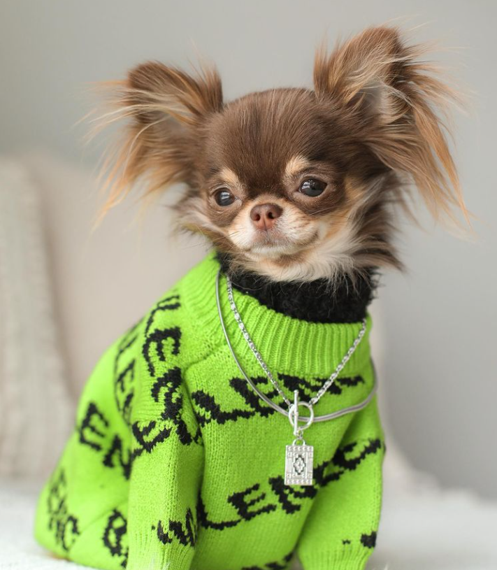 chihuahua sweaters