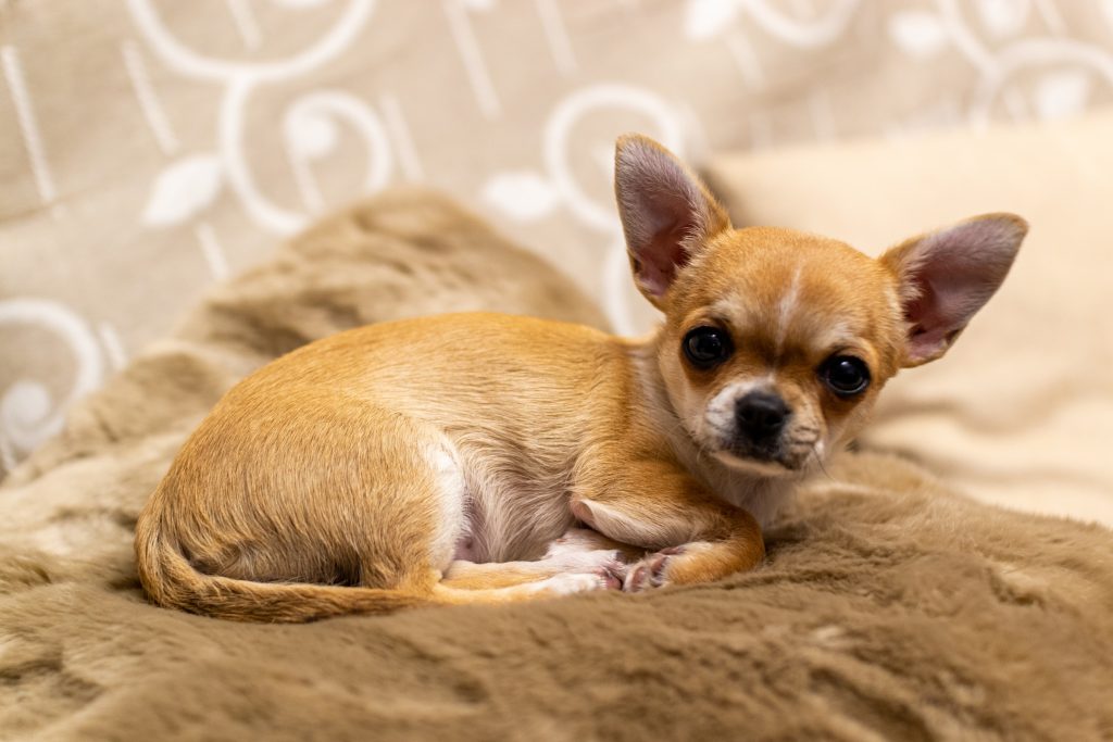 chihuahua burrowing