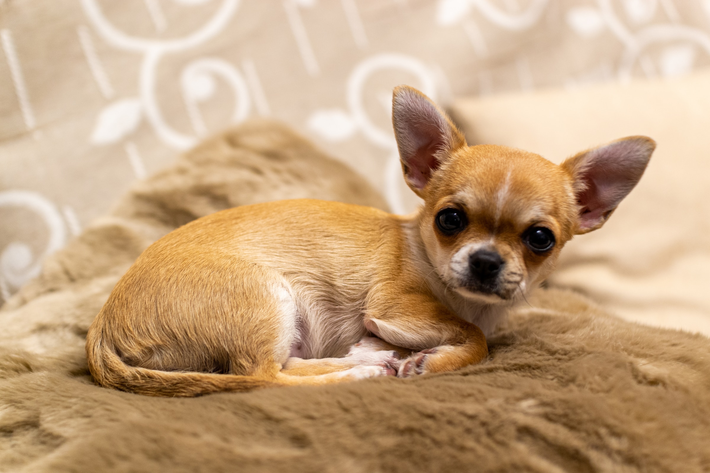 Chihuahua Patella Luxation: Reasons and Top 5 Treatments - Chihuahuas Shop