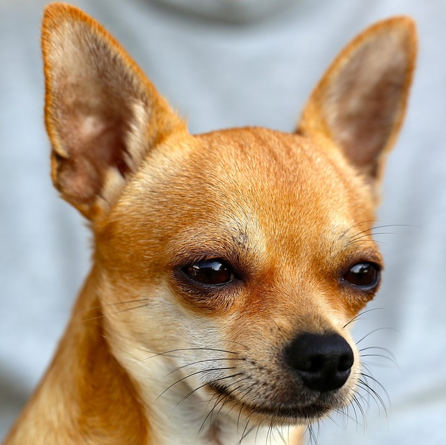 Do Chihuahuas Bark A Lot?