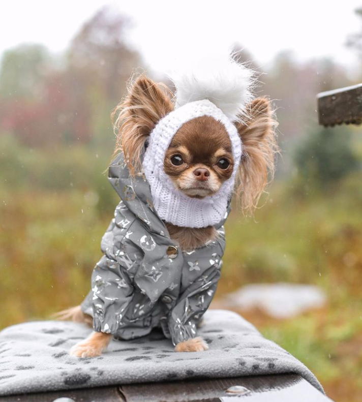 chihuahua jackets