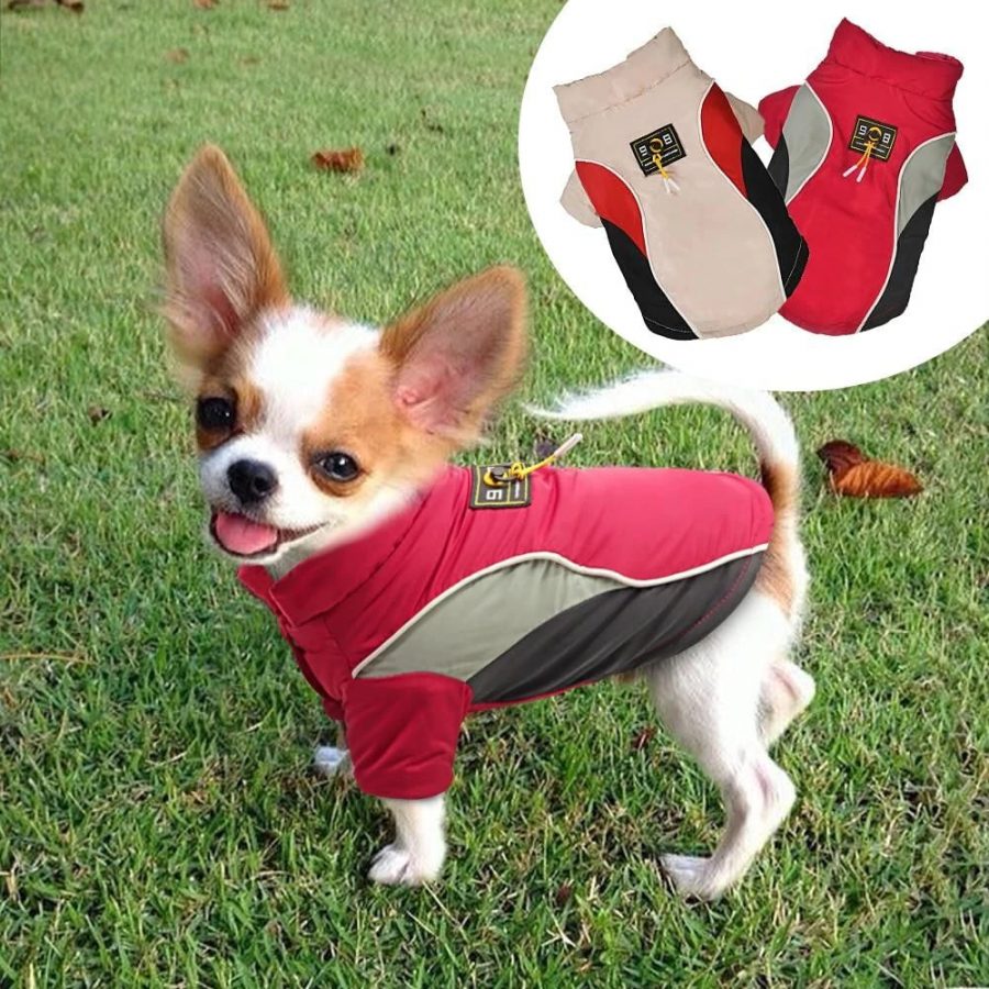 chihuahua wearing a waterproof vest for winter