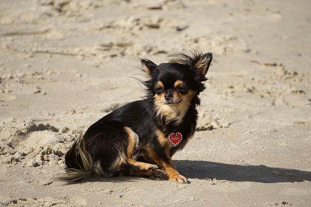 chi on the beach