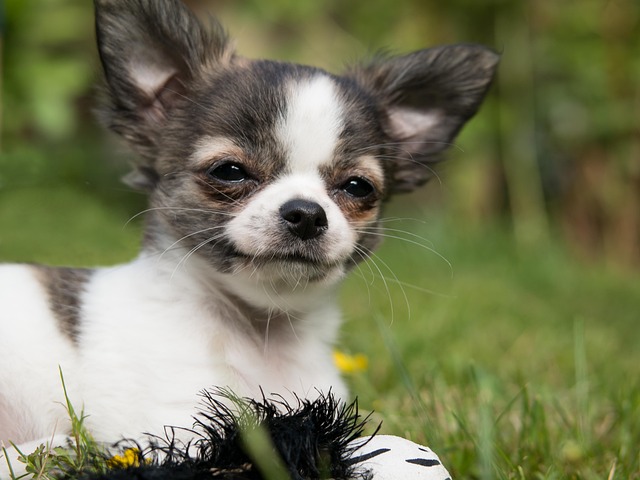 Chihuahua Patella Luxation: Reasons and Top 5 Treatments - Chihuahuas Shop