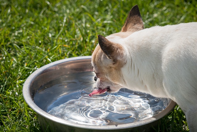chihuahua drinks water