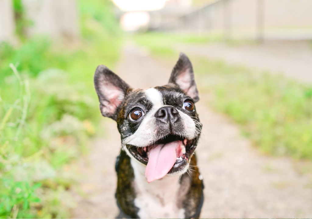 chihuahua and terrier mix