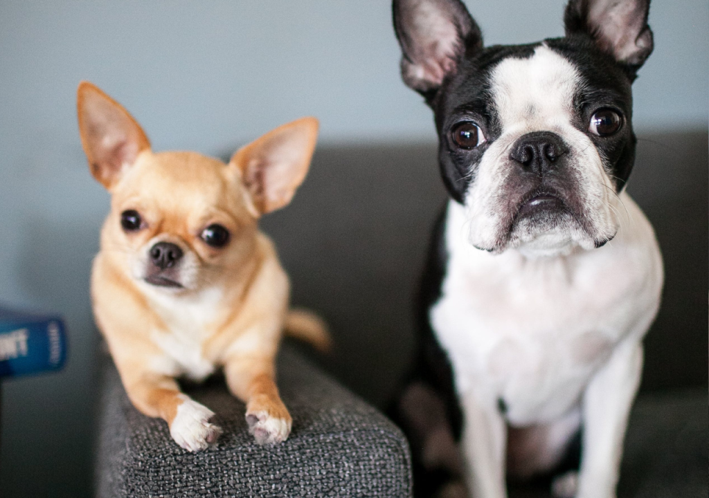 chihuahua and terrier mix