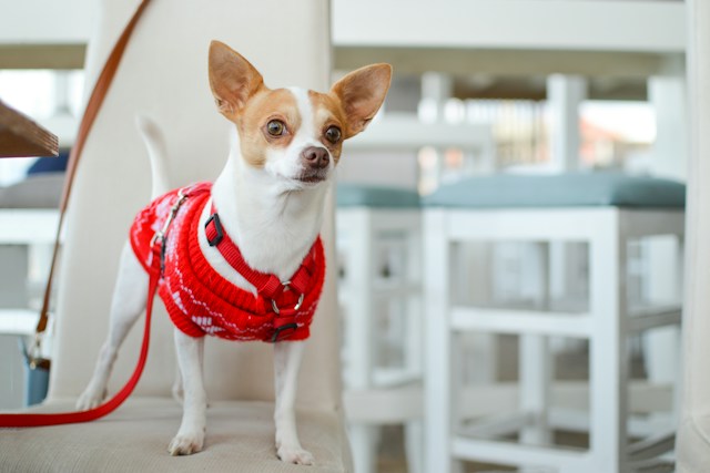 chihuahua harnesses