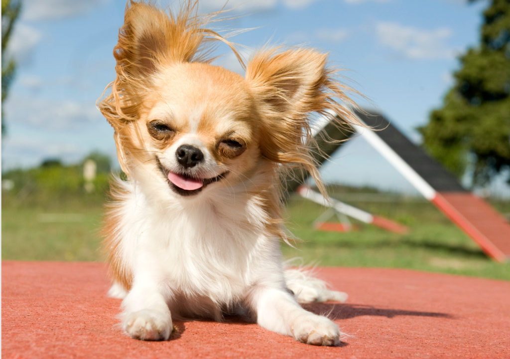 reverse sneezing in chihuahuas