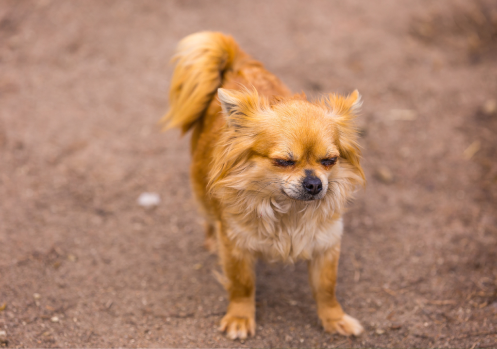 chihuahua coughing