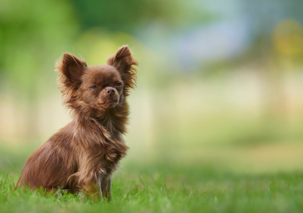 chocolate chihuahuas