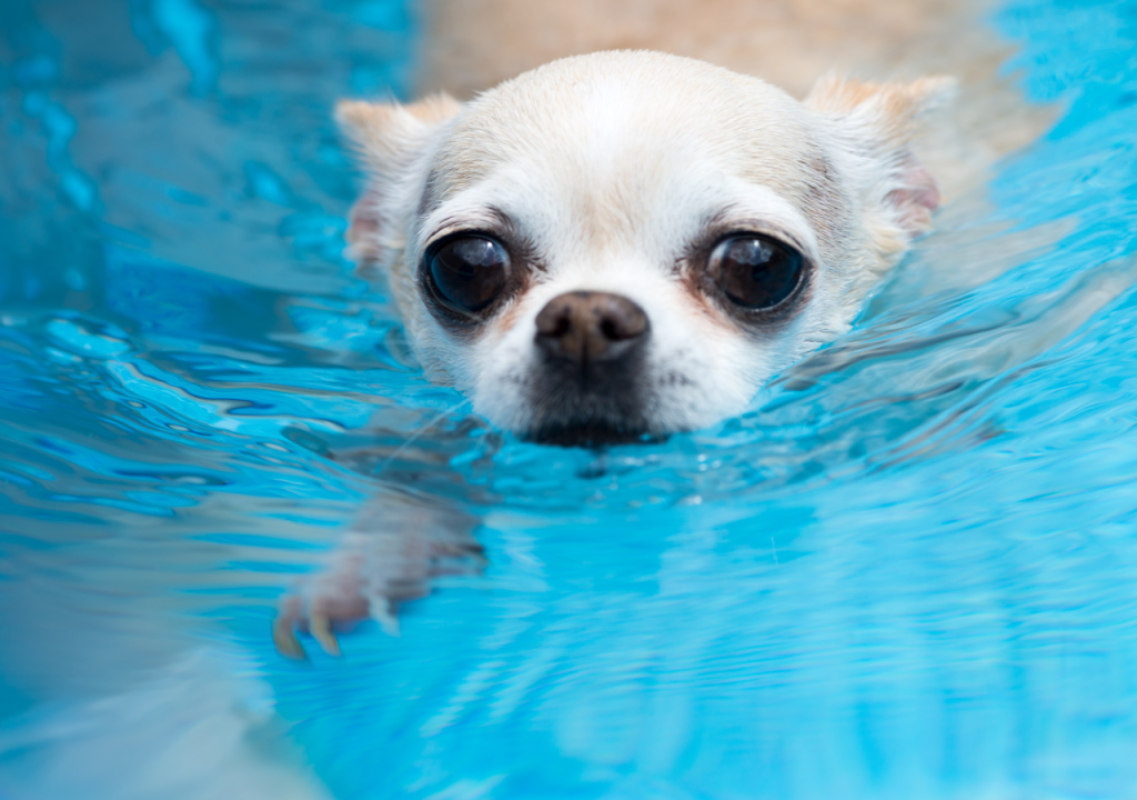 chihuahua life jackets