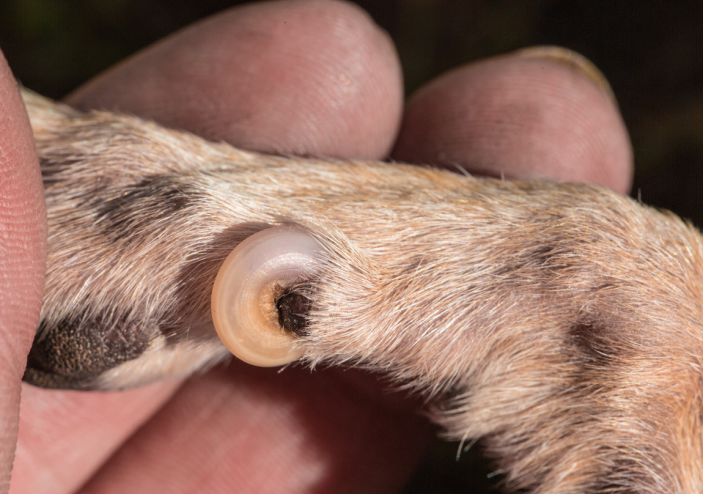 chihuahua nails