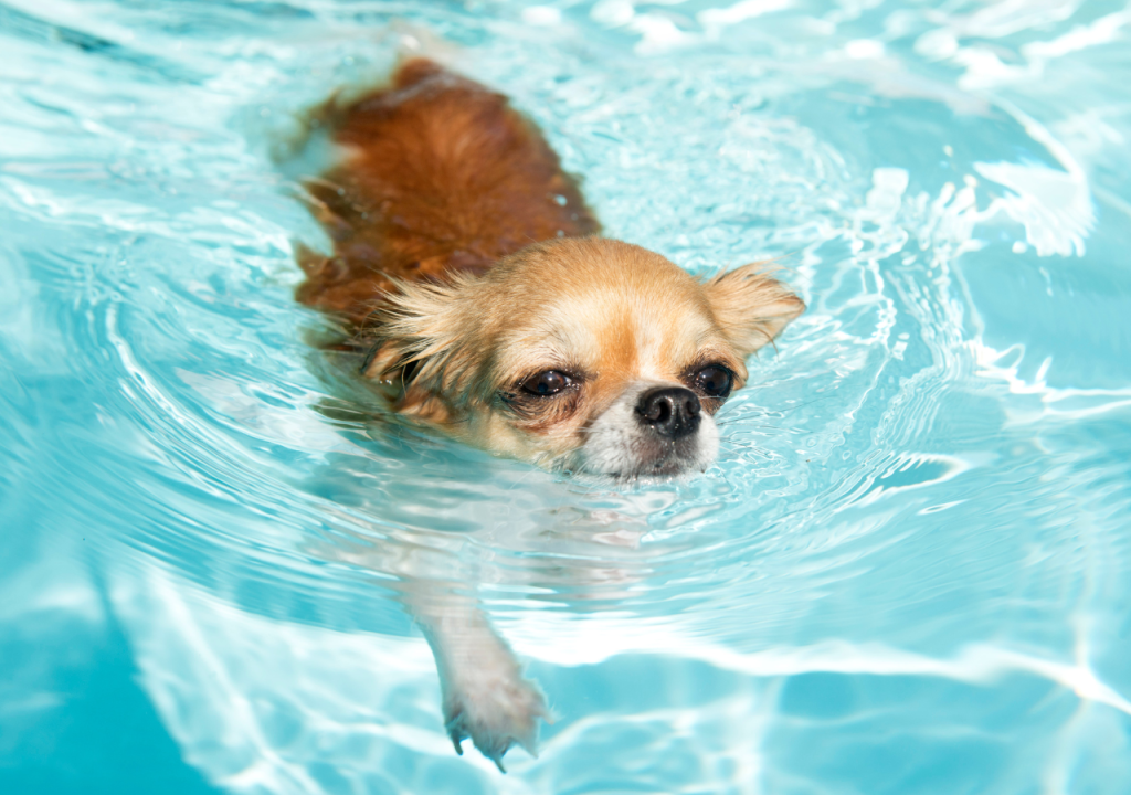 chihuahua swimming