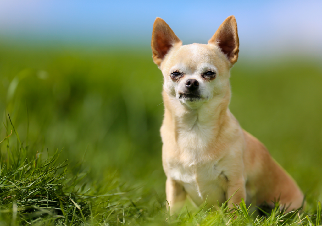 chihuahua hair loss