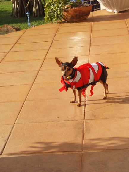 chihuahua life jackets