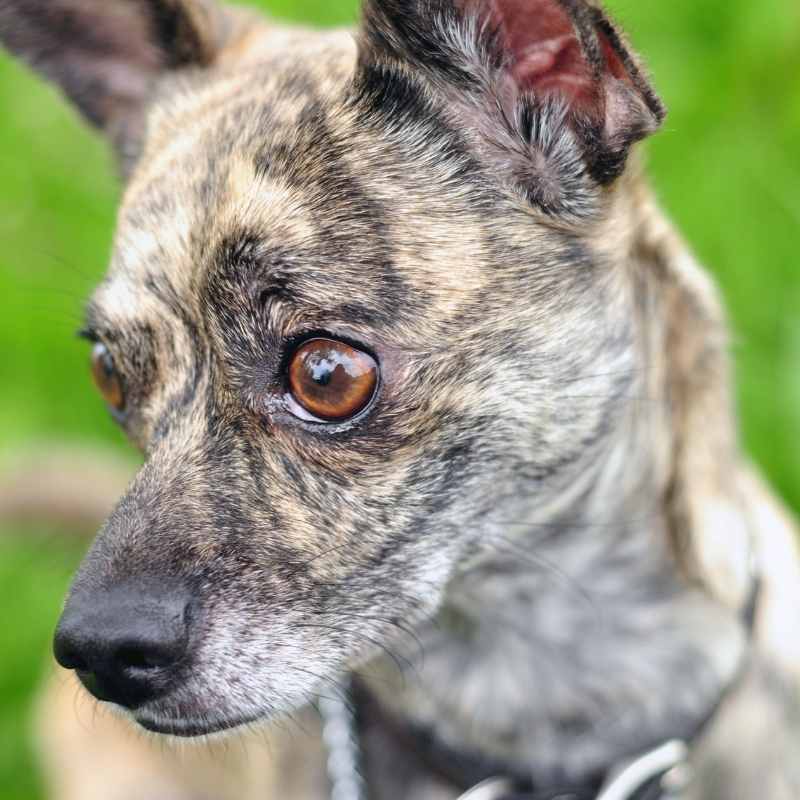 brindle chihuahuas