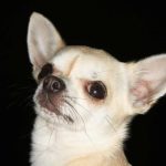 chihuahua breathing problems