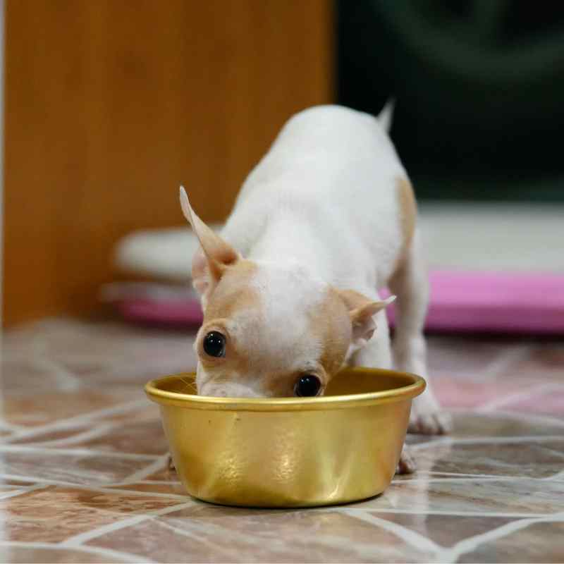 chihuahua not eating