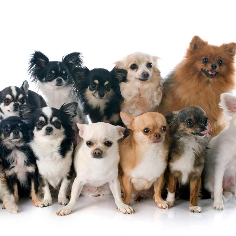 chihuahua breeds