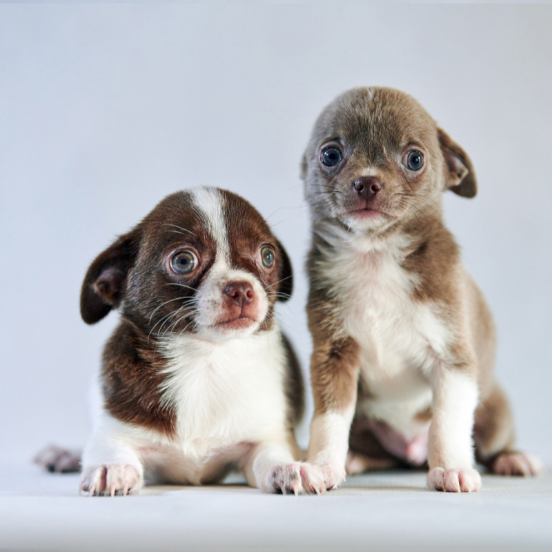 chihuahua floppy ears