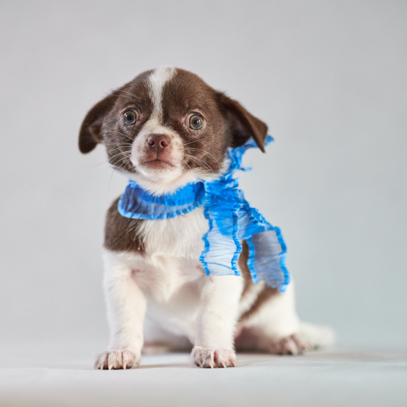 chihuahua floppy ears