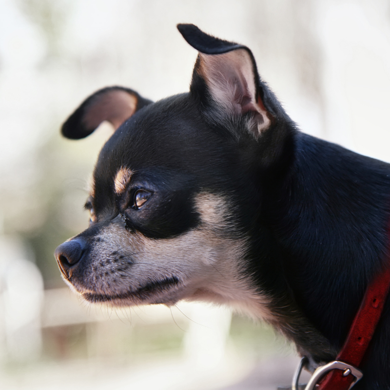 chihuahuas shop chihuahua floppy ears