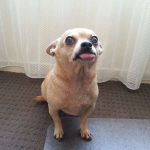 chihuahua crying