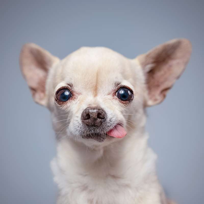 chihuahua crying