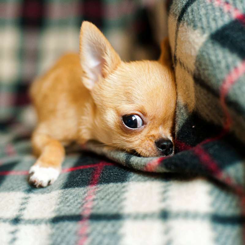 hypoglycemia in chihuahuas