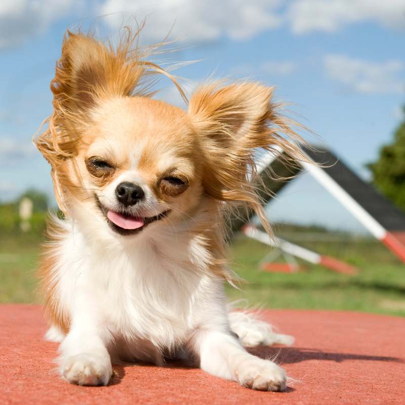 chihuahua sneezing chihuahuas shop