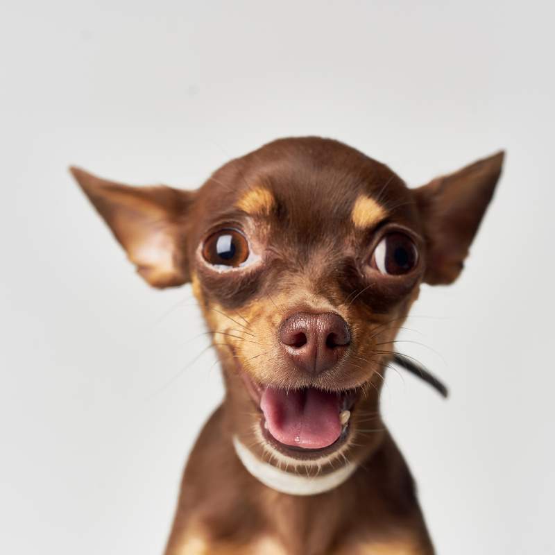 chihuahua sneezing chihuahuas shop