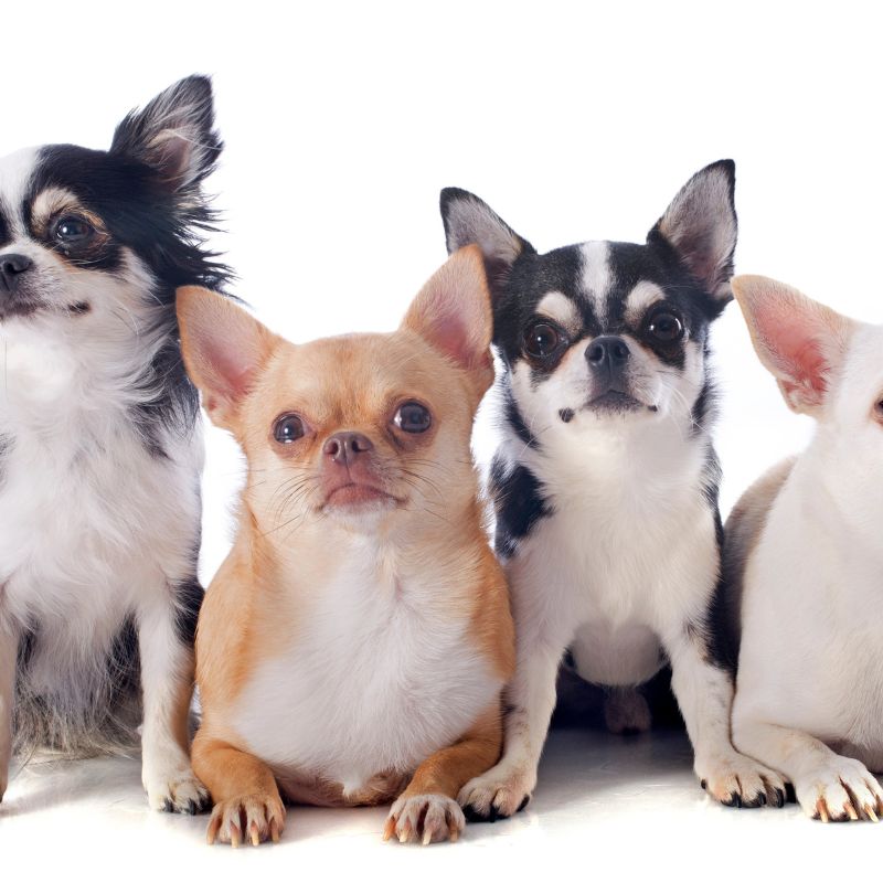 chihuahua breeds